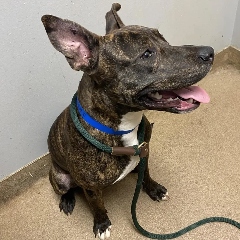 An adult medium-sized male Brindle Mixed Breed dog named Camo for adoption in Chattanooga, TN