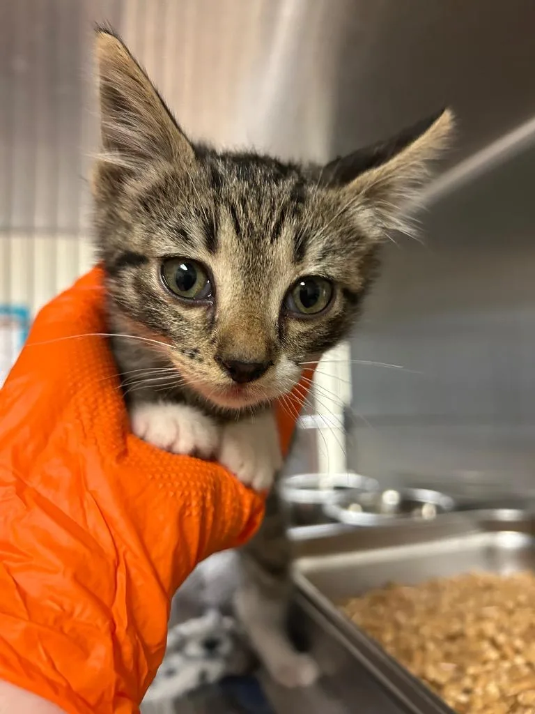 A baby medium-sized male Domestic Medium Hair cat named Stormchaser for adoption in Nacogdoches, TX