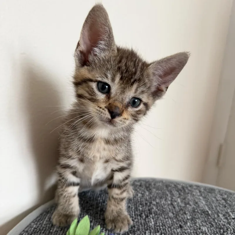 A baby small-sized male Gray / Blue / Silver Domestic Short Hair cat named Hash Brown for adoption in Middle Village, NY