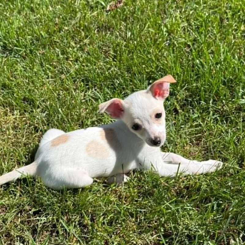 A baby small-sized male White / Cream Chihuahua dog named Arlo for adoption in Alma, WI