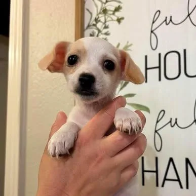 Arlo thumbnail 4