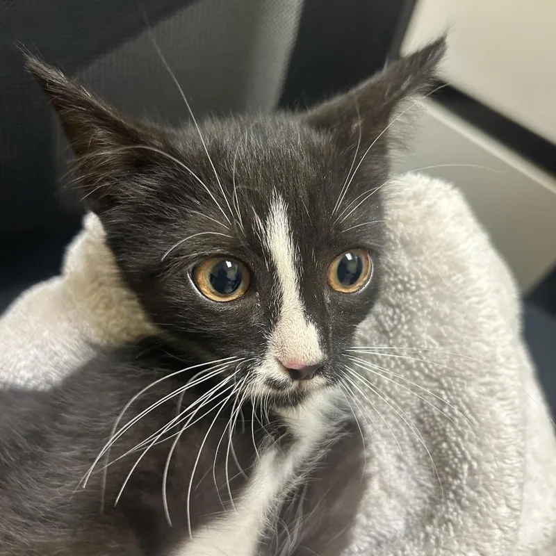 A baby small-sized male Black Domestic Short Hair cat named Bobby for adoption in Charlottesville, VA