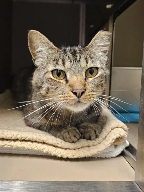 An adult medium-sized male Brown / Chocolate Domestic Short Hair cat named Fitch for adoption in Clyde, NC