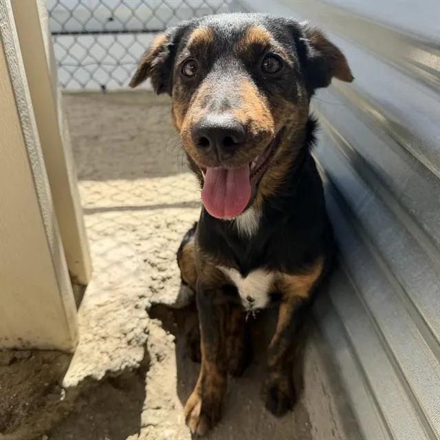 A baby small-sized female Border Collie dog named Mindy for adoption in Riverside, CA