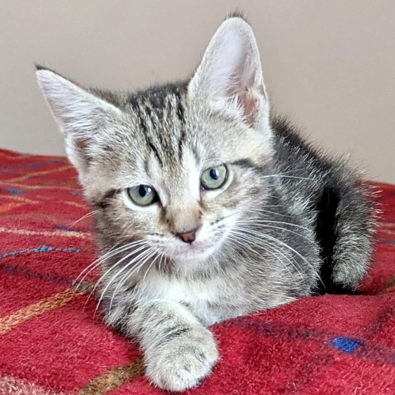 A baby medium-sized male Domestic Short Hair cat named Martin for adoption in Lancaster, PA