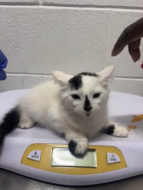 A baby small-sized female Domestic Medium Hair cat named Chai for adoption in Upper Marlboro, MD