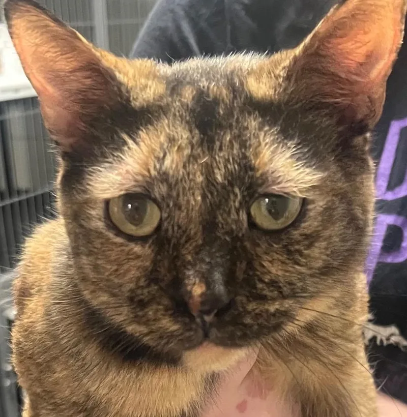 A young medium-sized female Domestic Short Hair cat named Bubble for adoption in Saginaw, MI