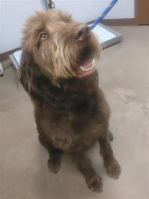 An adult large-sized male Schnauzer dog named Holland for adoption in Phoenix, AZ