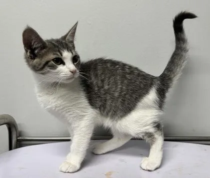 An adult small-sized female Domestic Short Hair cat named Nakita for adoption in West Chester, PA