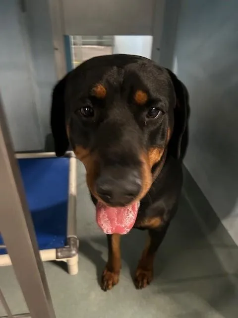 A young large-sized male Rottweiler dog named Rocky for adoption in Baldwin Park, CA
