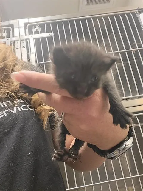 Nubbins