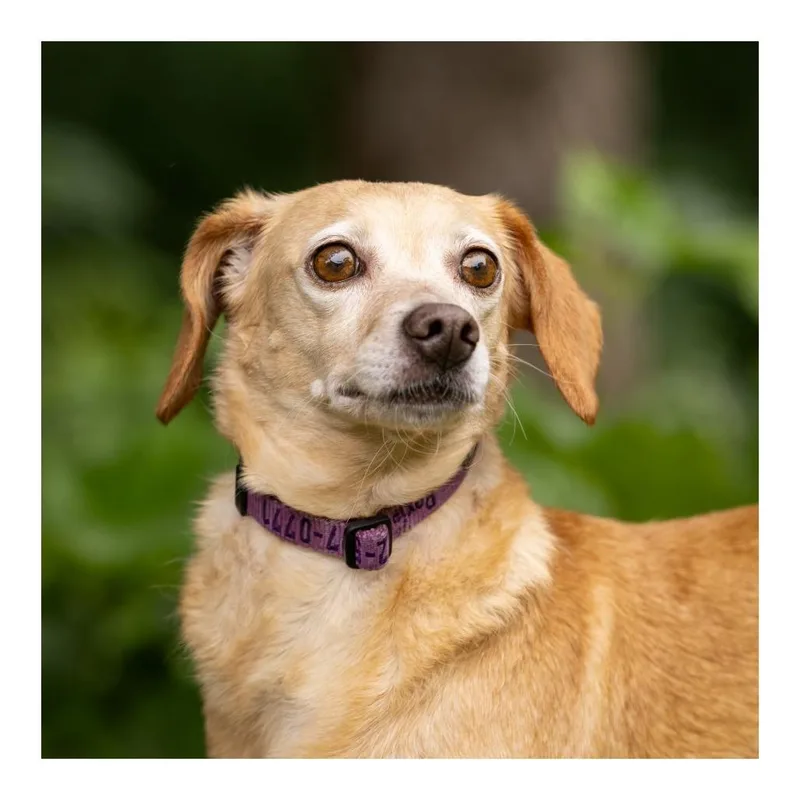 An adult small-sized female Dachshund dog named Fajita for adoption in Crystal, MN
