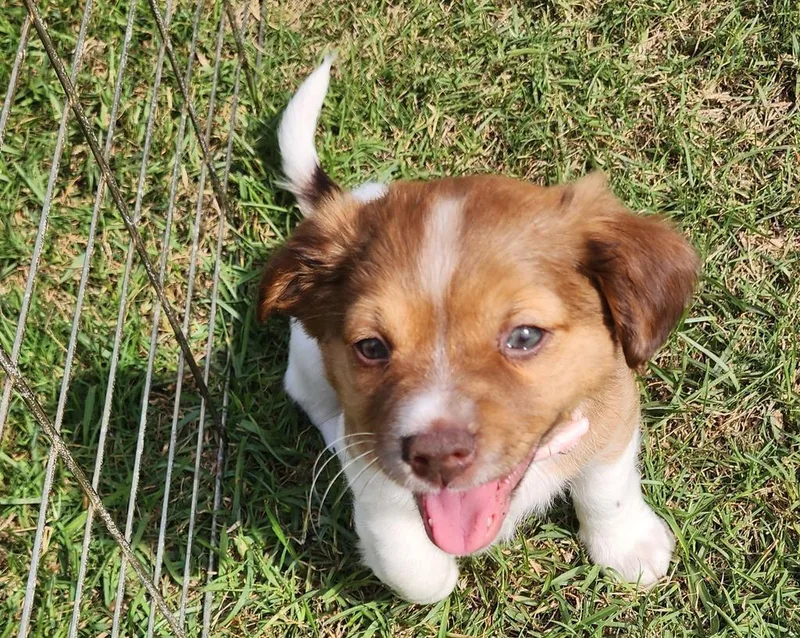 A baby medium-sized female Mixed Breed dog named Cheyenne for adoption in Florence, SC