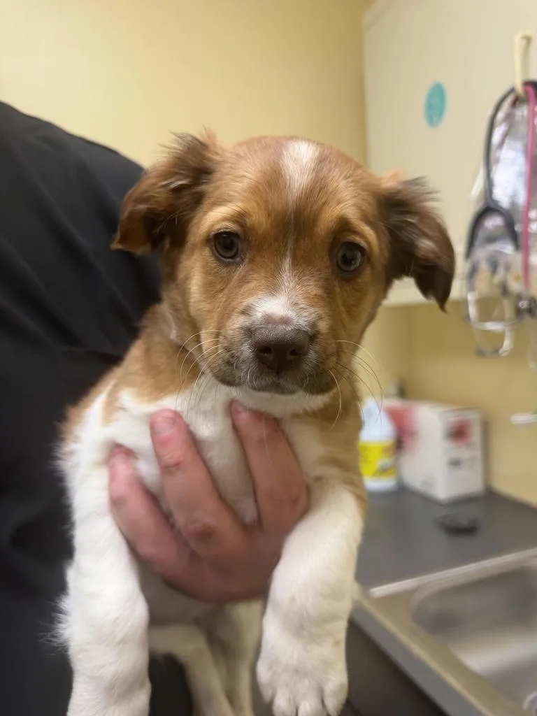 Cheyenne thumbnail 2