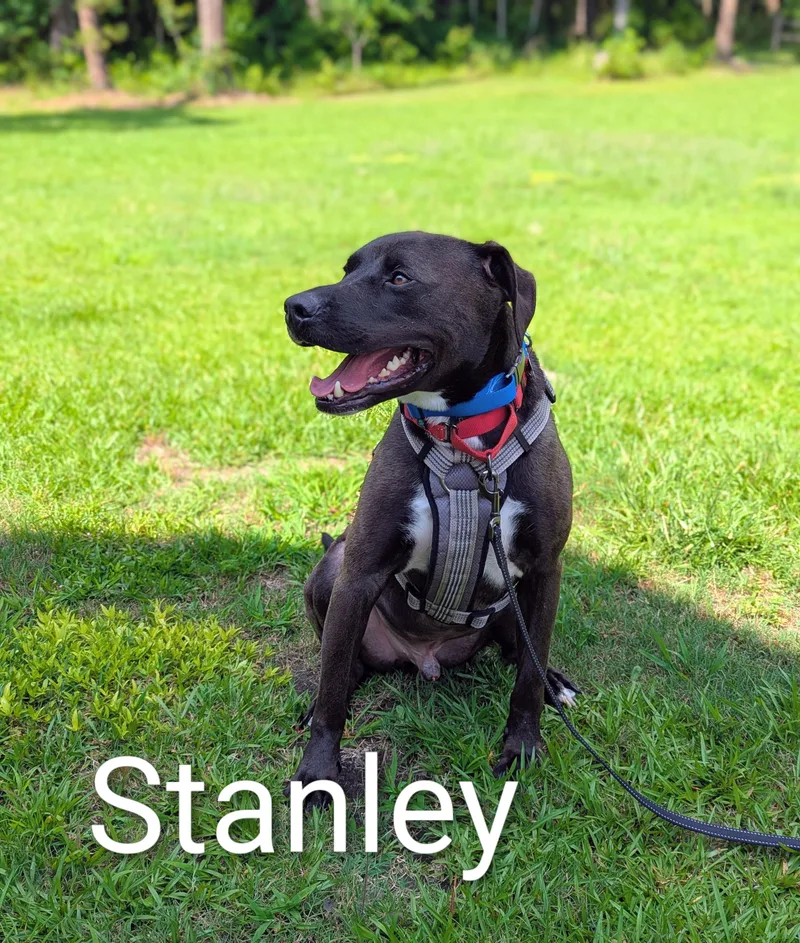 An adult large-sized male Black American Staffordshire Terrier dog named Sweet Stanley for adoption in Raeford, NC