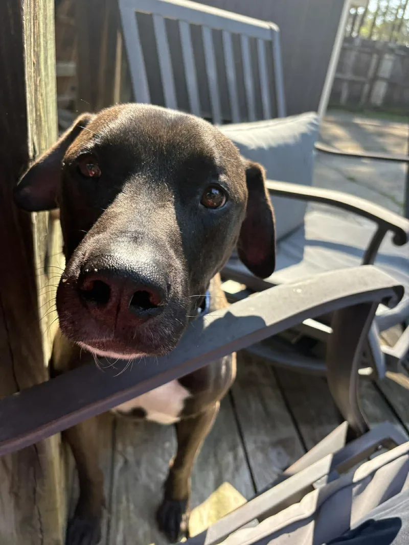 Sweet Stanley thumbnail 2