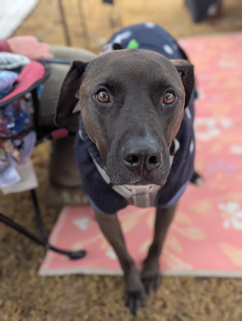 Sweet Stanley thumbnail 6