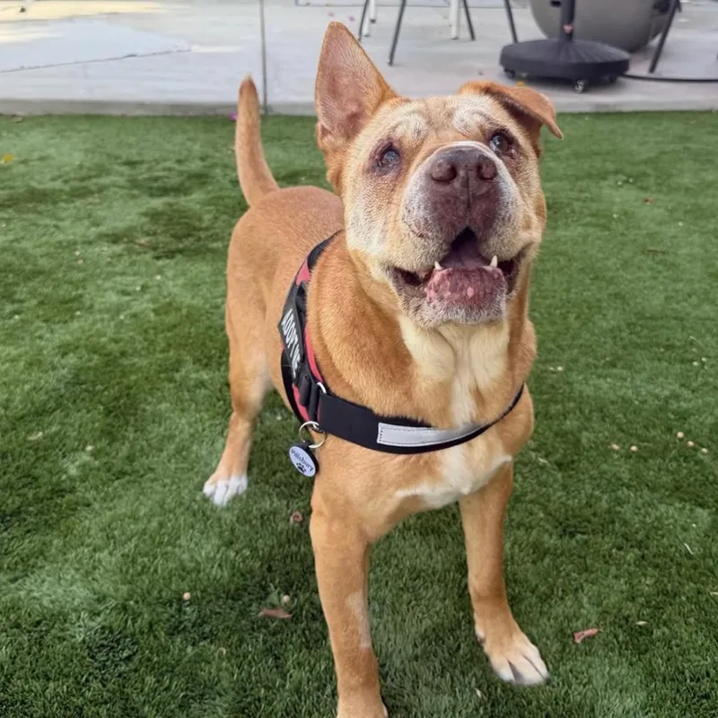 An adult medium-sized female Shar-Pei dog named Piper for adoption in San Diego, CA