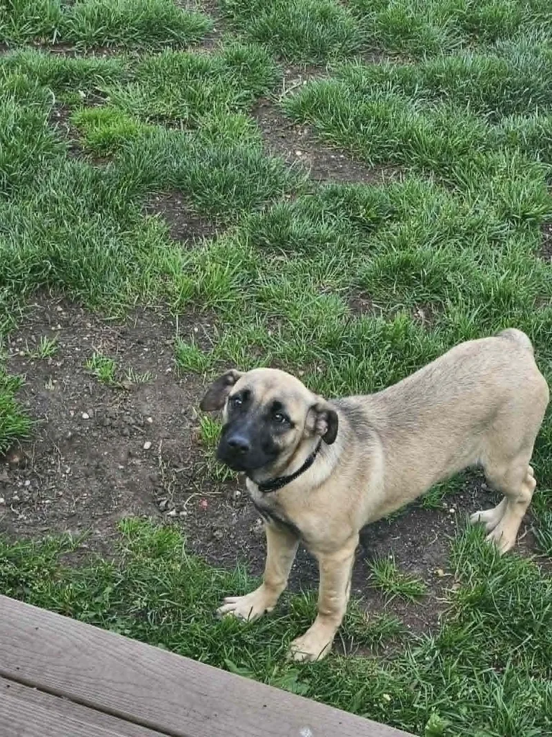 A baby large-sized female German Shepherd Dog dog named Izzy for adoption in Holbrook, NY