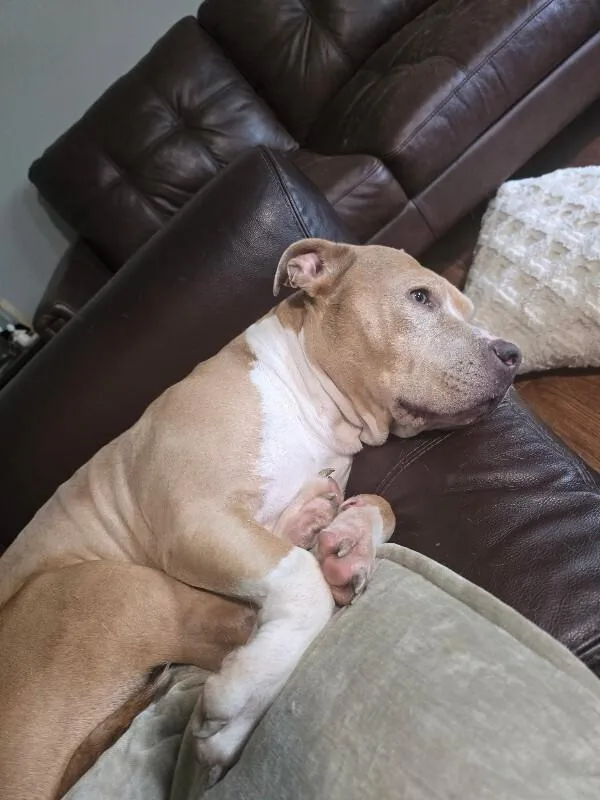An adult large-sized female Yellow / Tan / Blond / Fawn Mixed Breed dog named Moo Moo for adoption in Cincinnati, OH