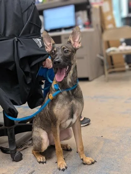 An adult large-sized female Black Belgian Shepherd / Malinois dog named Chloe for adoption in Inverness, FL