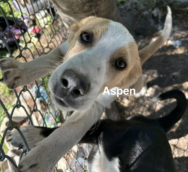Aspen thumbnail 2
