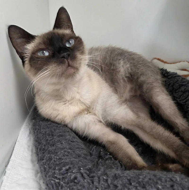 An adult medium-sized female Siamese cat named Sartok for adoption in Satellite Beach, FL