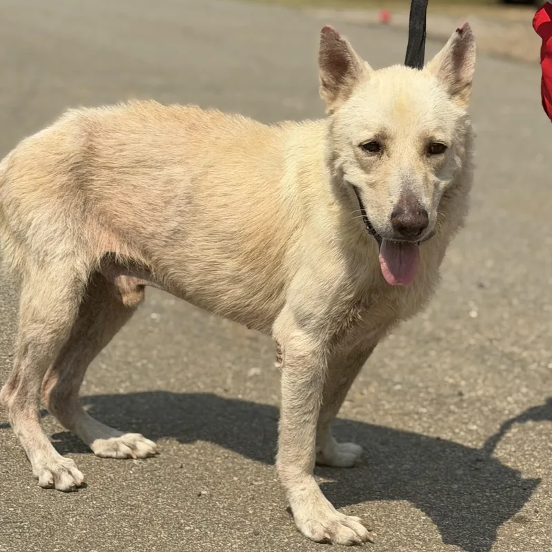 An adult medium-sized male White / Cream Shepherd dog named Ace Ventura for adoption in Columbia, SC