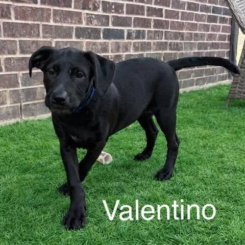 Valentino thumbnail 2