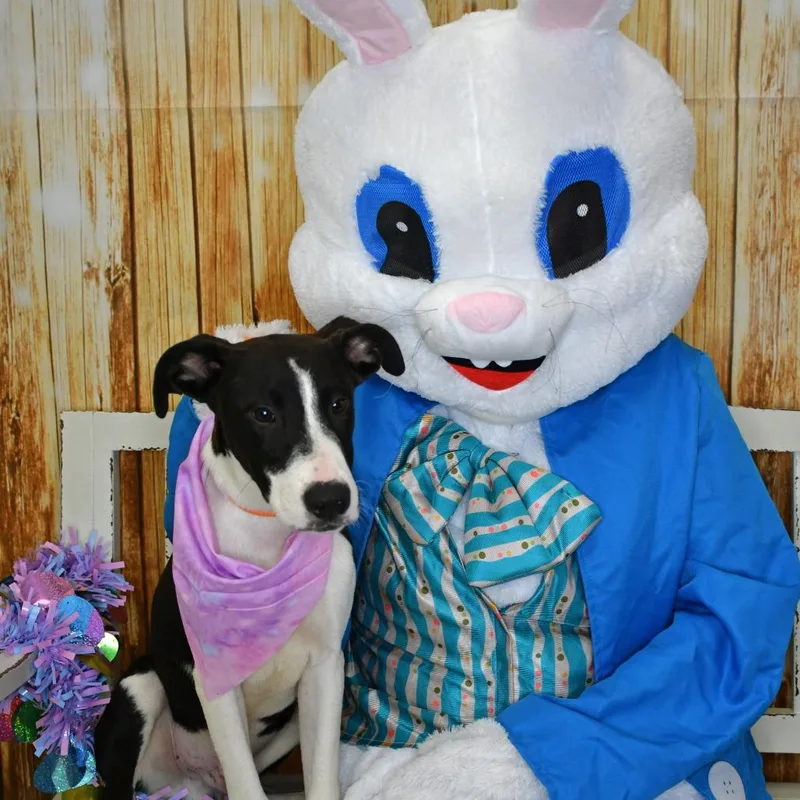 A baby medium-sized male Black Labrador Retriever dog named Rio for adoption in Beaumont, TX