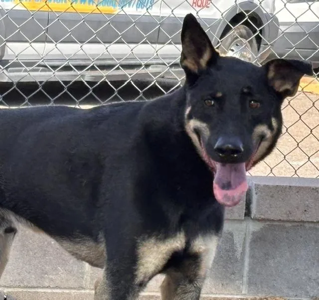 An adult medium-sized male German Shepherd Dog dog named Murphy for adoption in Albuquerque, NM