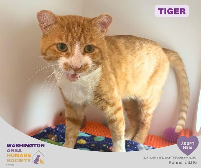 An adult medium-sized male Orange & White Domestic Short Hair cat named Tiger for adoption in Eighty Four, PA