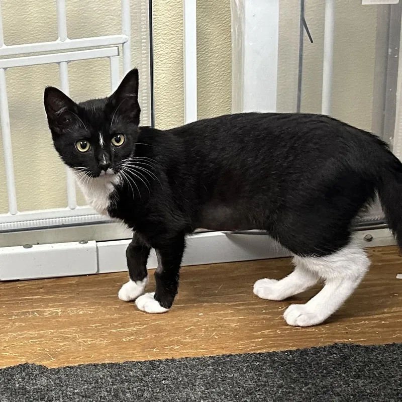 A baby small-sized female Black Domestic Short Hair cat named Bonnie for adoption in Opelika, AL