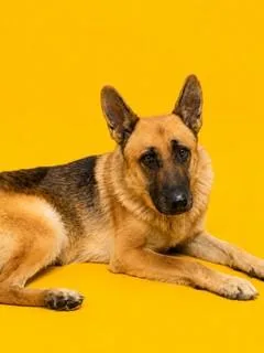 An adult large-sized female Mixed Breed dog named Jude for adoption in Jacksonville, FL