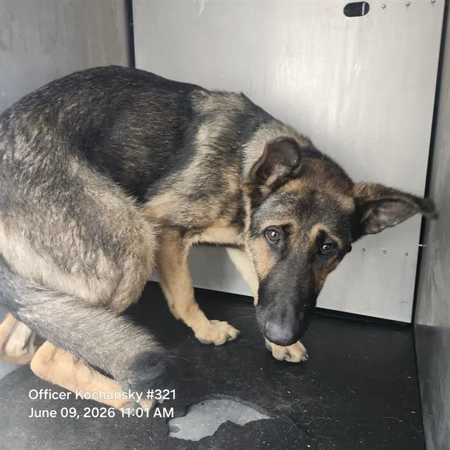 A young large-sized female German Shepherd Dog dog named Sol for adoption in San Antonio, TX