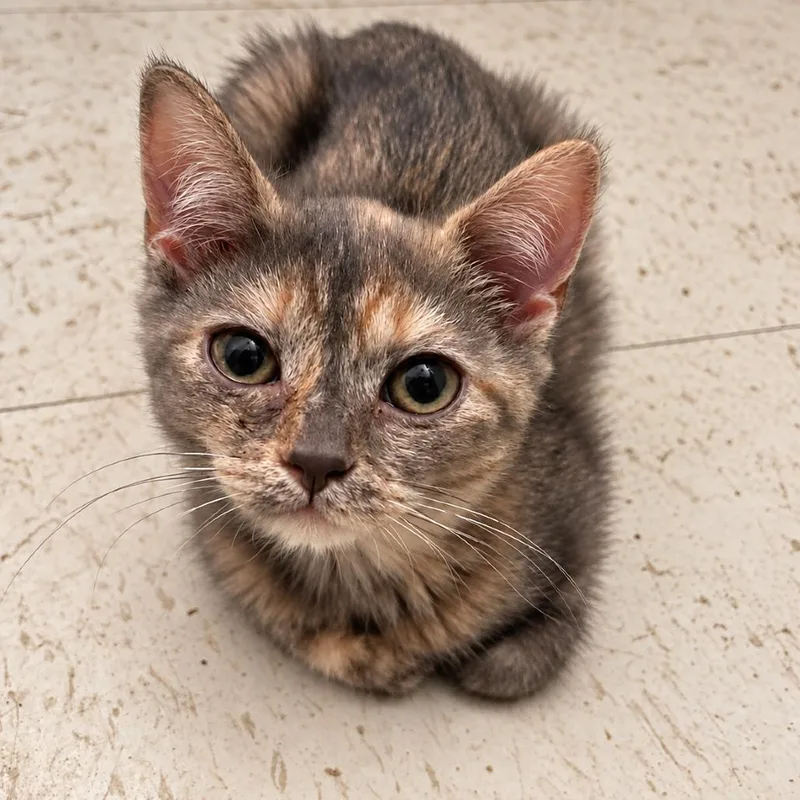 A baby small-sized female Domestic Short Hair cat named Mudpie for adoption in Austin, TX