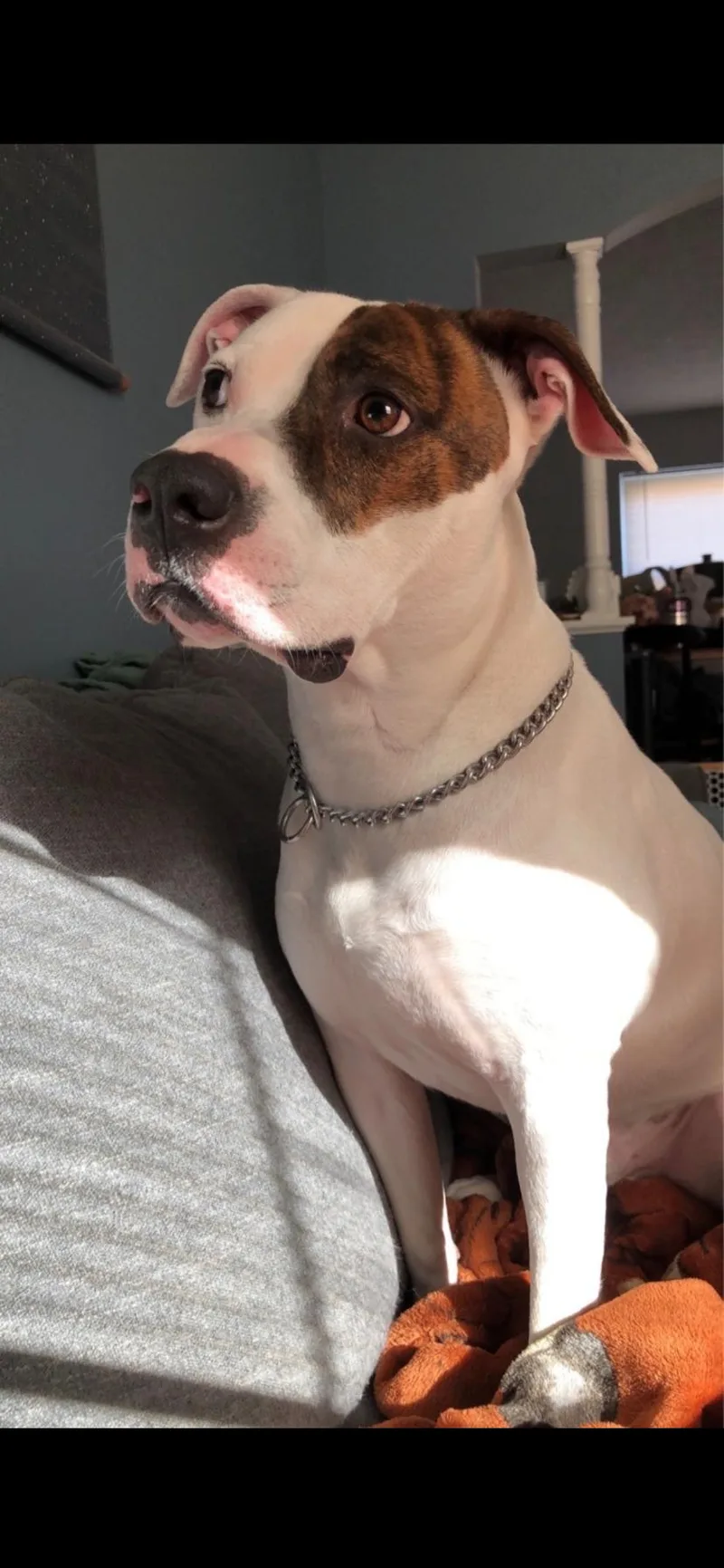 An adult large-sized male American Staffordshire Terrier dog named Karl for adoption in Cincinnati, OH