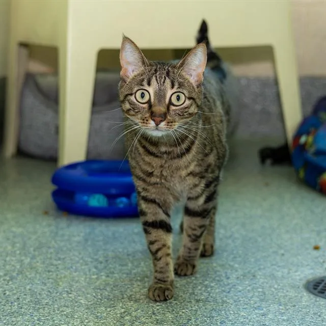An adult medium-sized female Domestic Short Hair cat named Sona for adoption in Methuen, MA