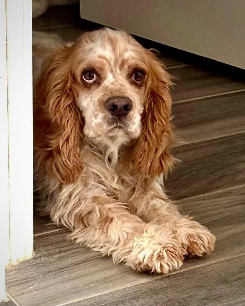 A young medium-sized male Cocker Spaniel dog named Trumam for adoption in Monticello, NY