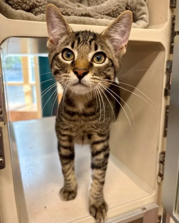 A baby medium-sized male Domestic Short Hair cat named Karate Kid for adoption in Novato, CA