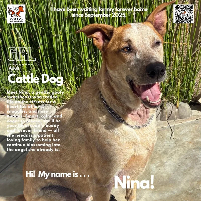 An adult medium-sized female Yellow / Tan / Blond / Fawn Cattle Dog dog named Nina for adoption in Westminster, CA