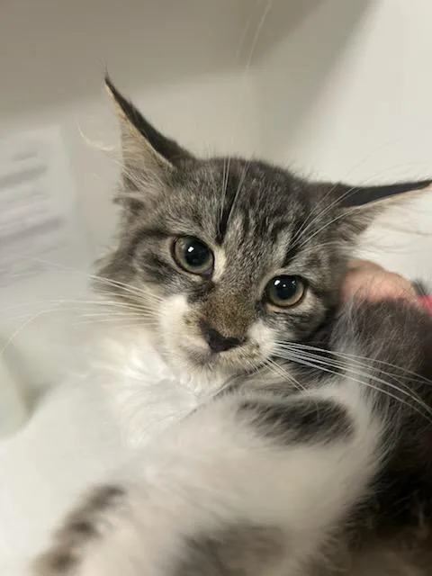 A baby large-sized male Domestic Medium Hair cat named Casper for adoption in Greenfield, IN