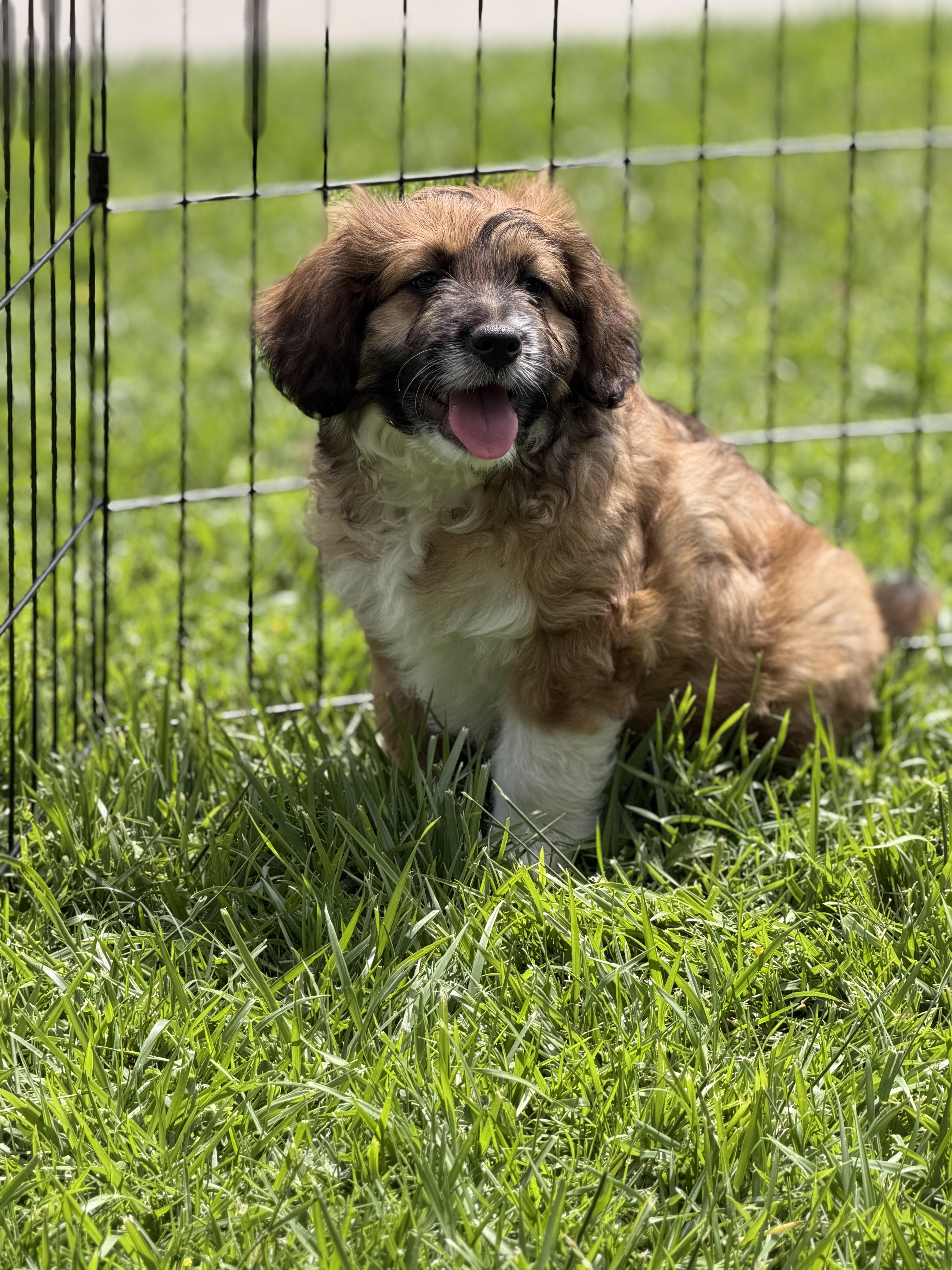 A baby small-sized male Poodle dog named Komo for adoption in Burbank, CA