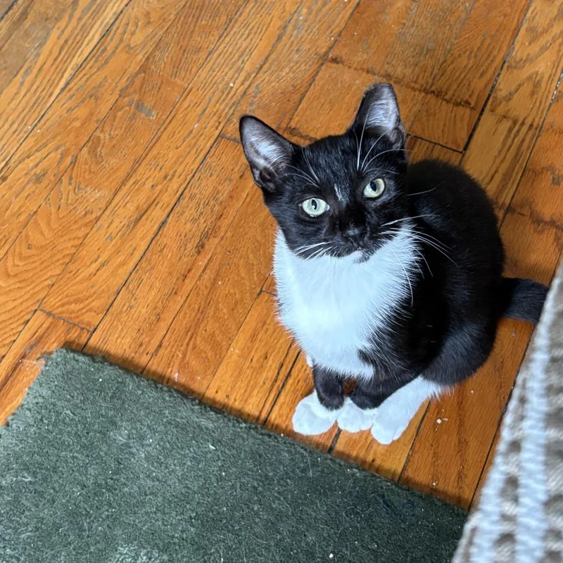 Tofu Nugget thumbnail 2