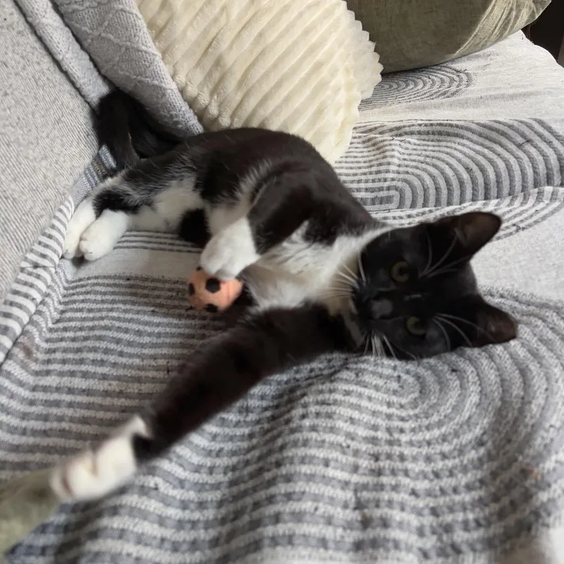 Tofu Nugget thumbnail 3