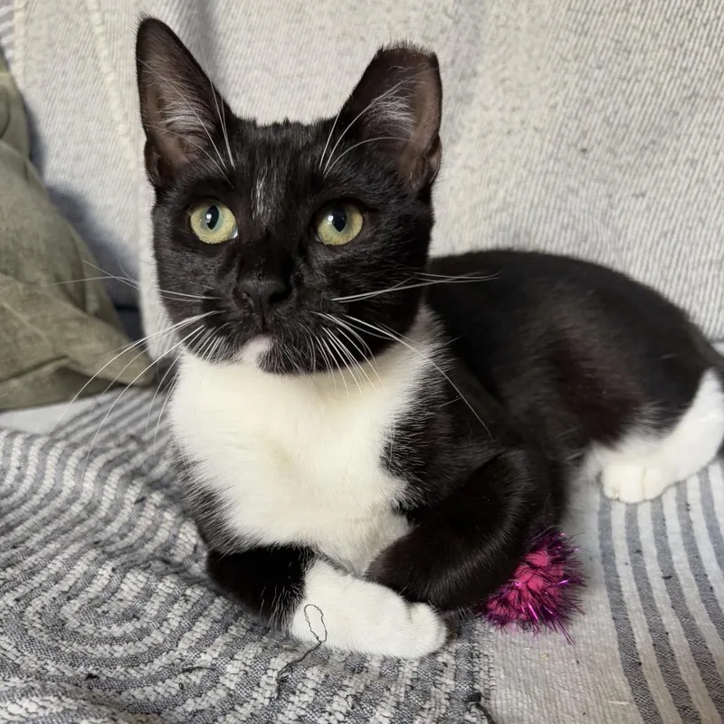 Tofu Nugget thumbnail 4