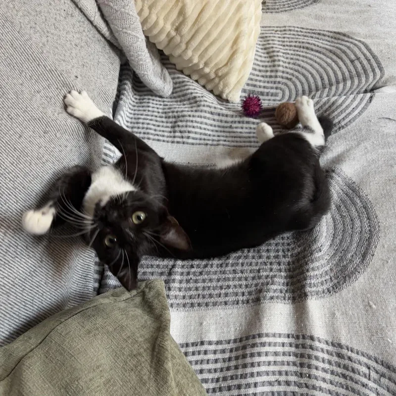 Tofu Nugget thumbnail 5