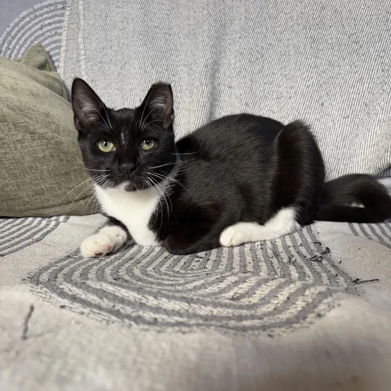 Tofu Nugget thumbnail 6