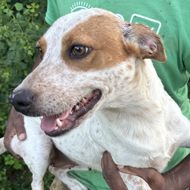 A young medium-sized female White / Cream Setter dog named Ash Local July for adoption in Brookshire, TX