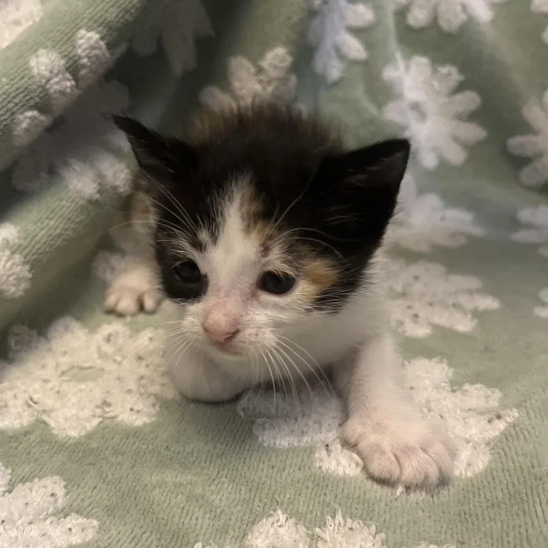 A baby small-sized female Calico Domestic Short Hair cat named Frida for adoption in Hattiesburg, MS